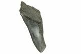 Partial Fossil Megalodon Tooth - South Carolina #370013-1